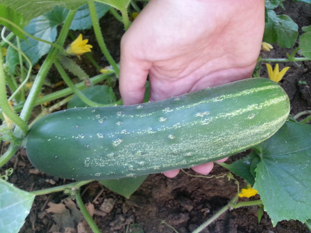 cucumber garden