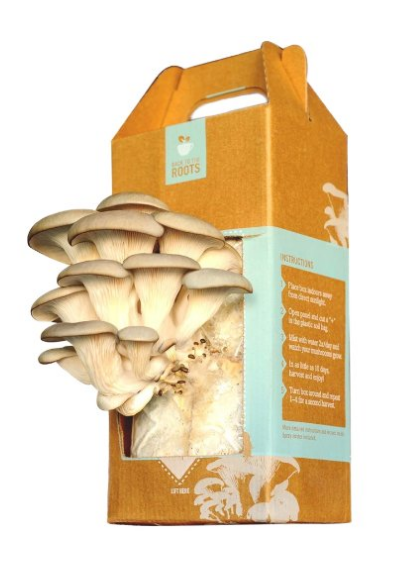 mushroom growing kit