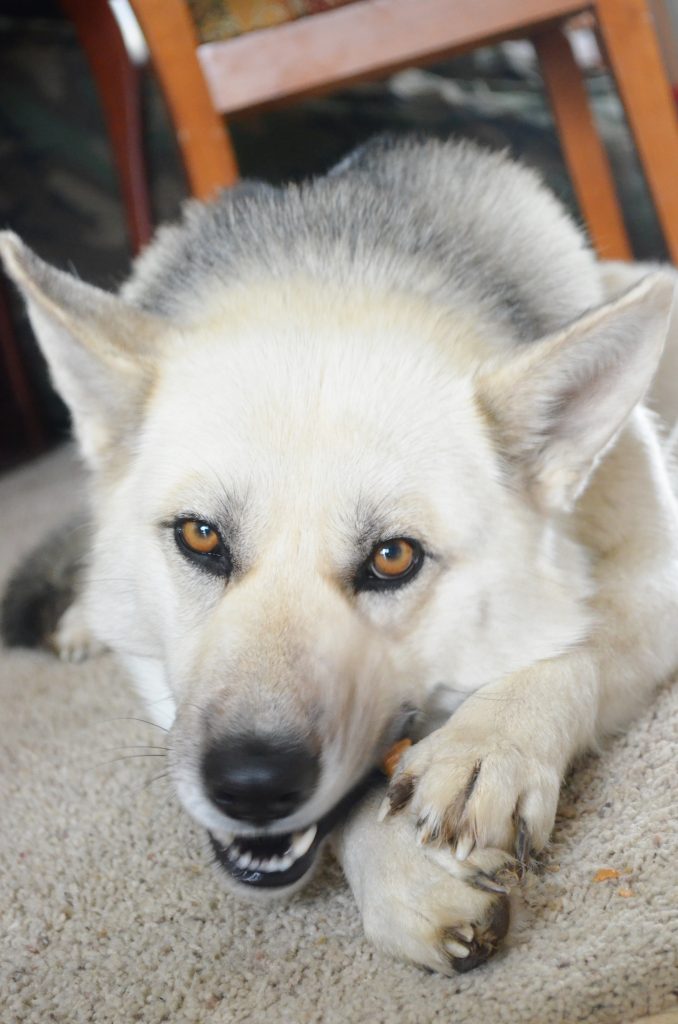 german shepherd eating milk bone dog treats