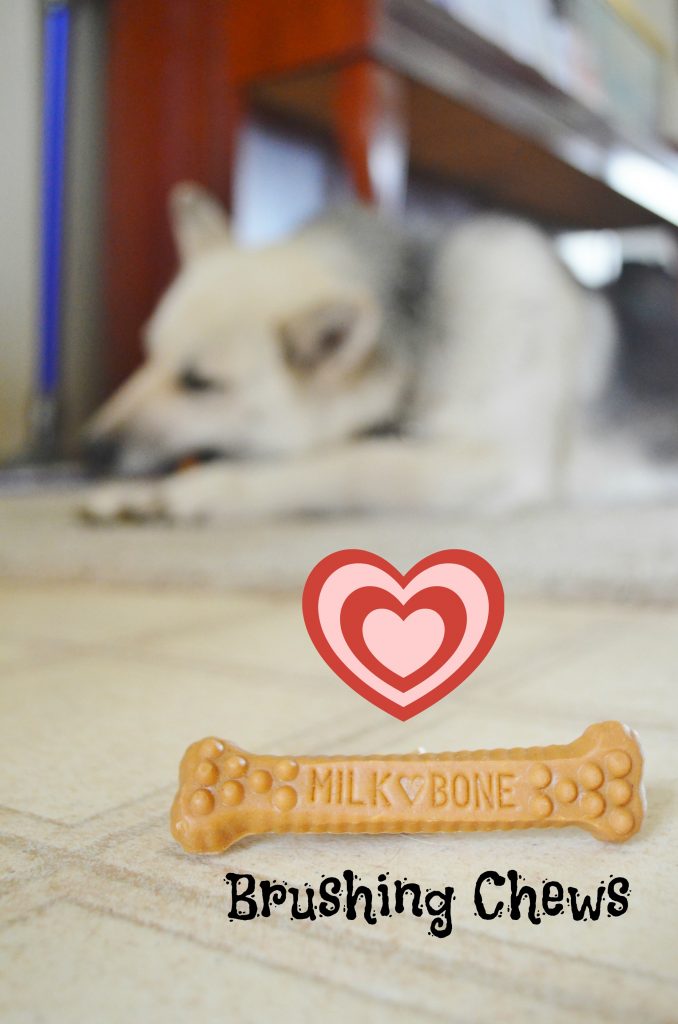 milk bone brushing chews