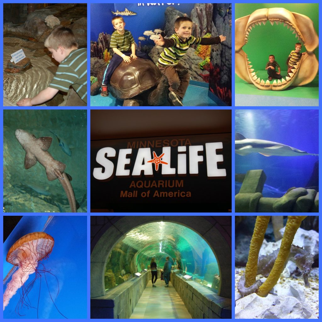 Mall of America Sealife aquarium Collage