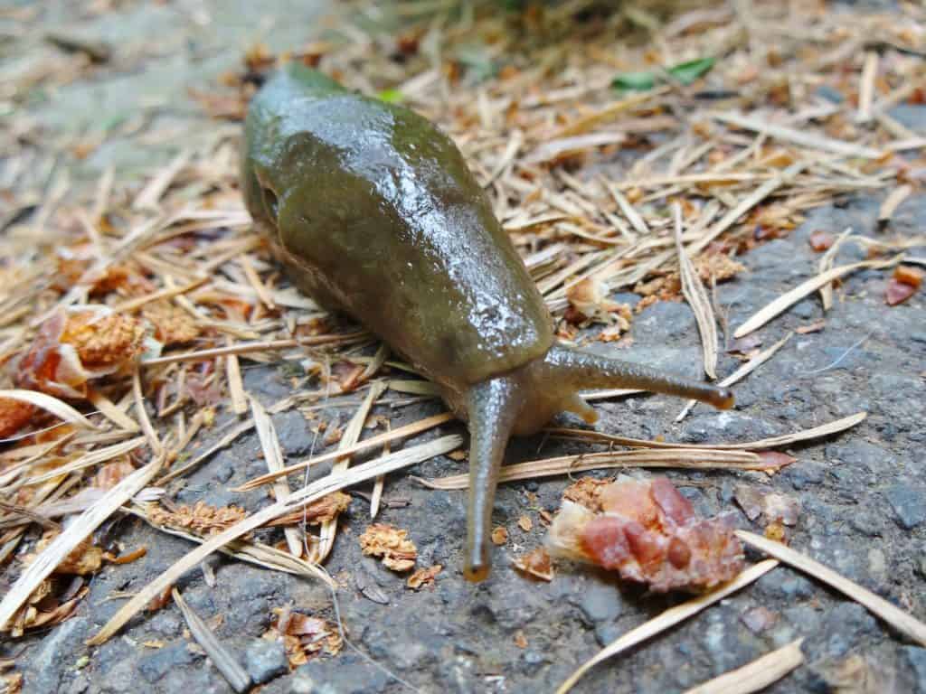 slug