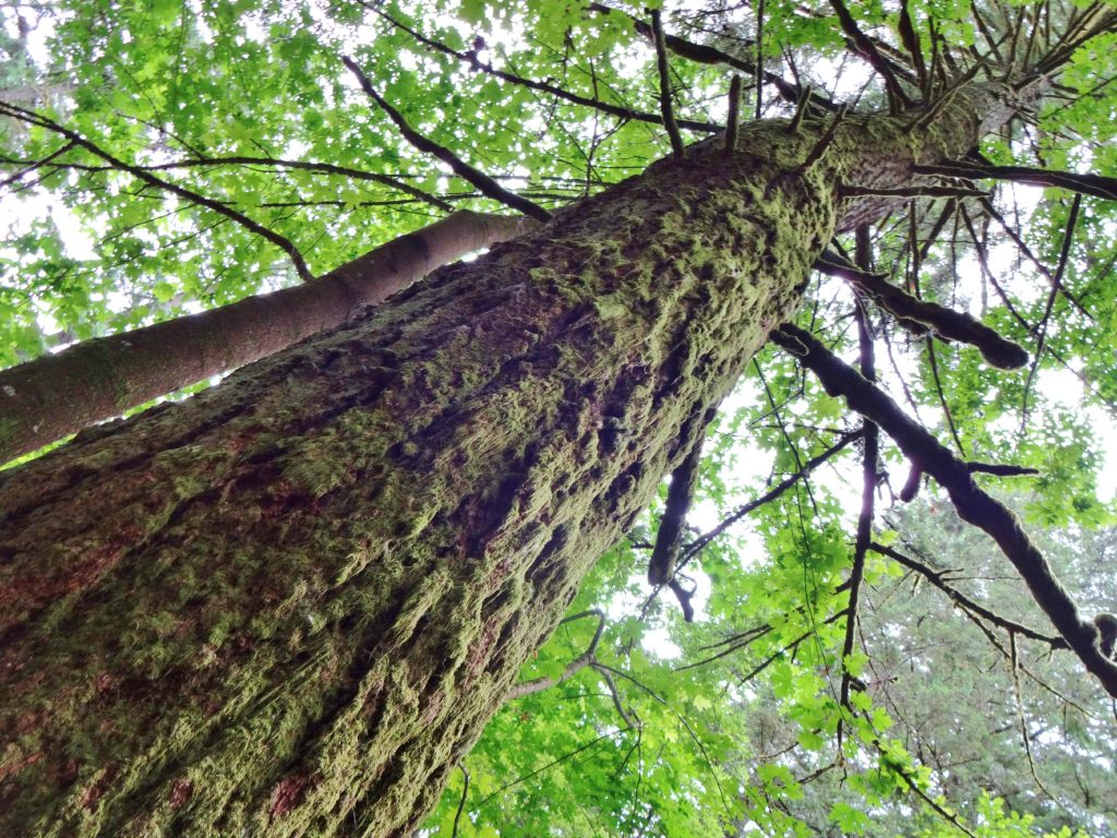 forest tree in oregon