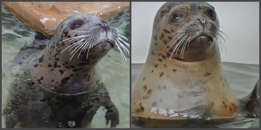 harbor seal Collage