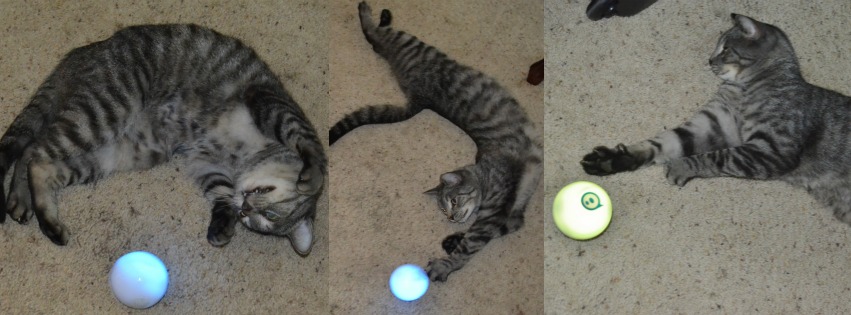sphero cat pet toy tech gadget Collage