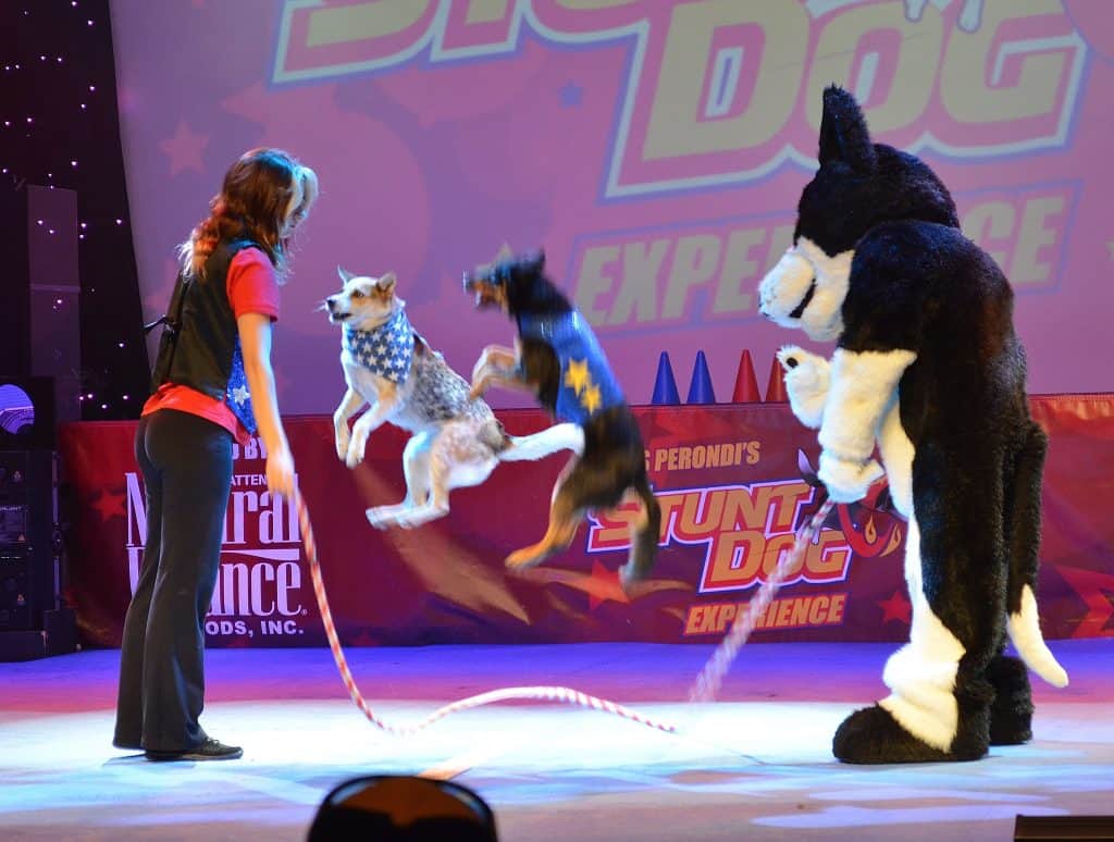 Stunt Dog Experience Branson MO