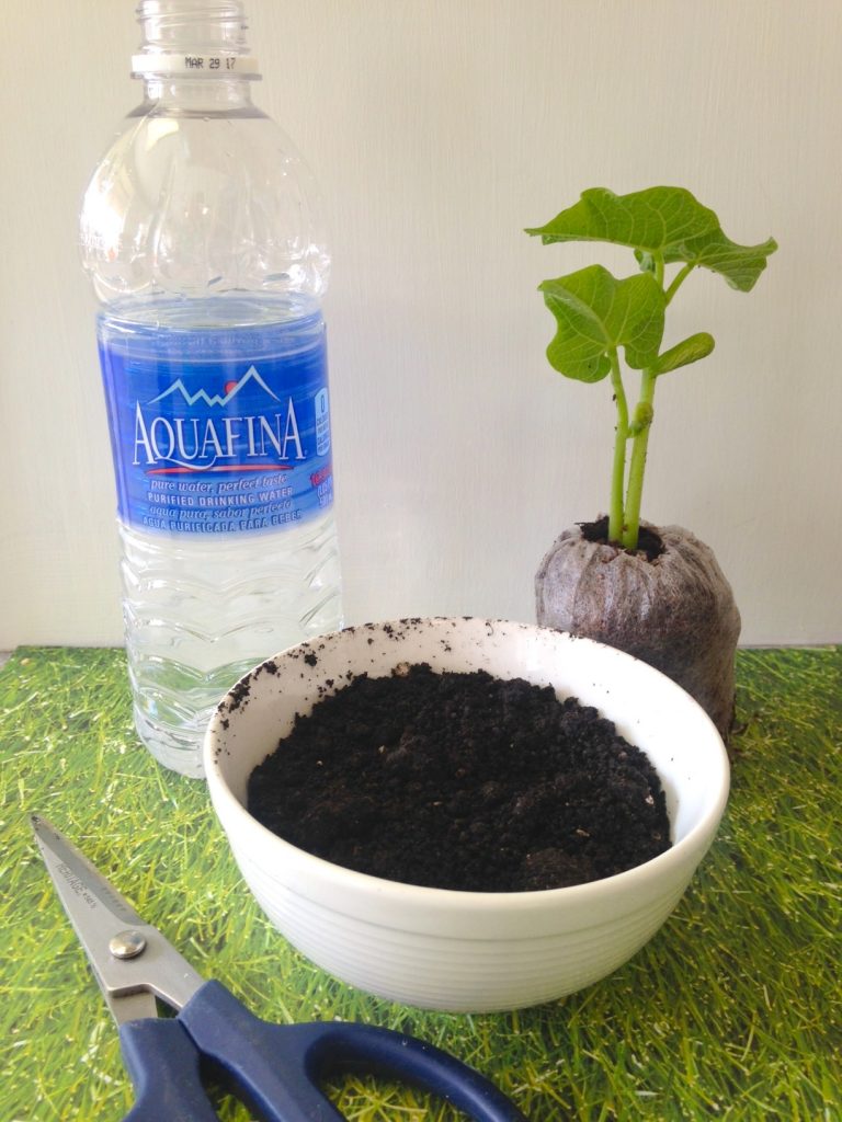 Upcycled Water Bottle Garden Seedling Starter
