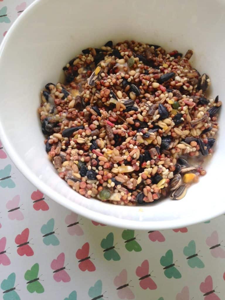 DIY Bird Feeder Suet Recipe