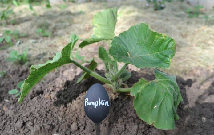 DIY Chalkboard Paint Spoon Garden Markers