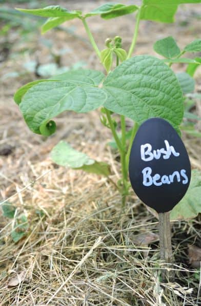 DIY Chalkboard Paint Spoon Garden Markers