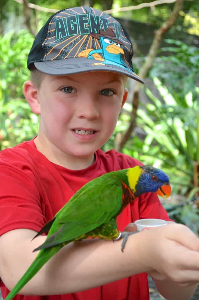 boy holding a lorikeet at Lowry Park Zoo in Tampa Florida