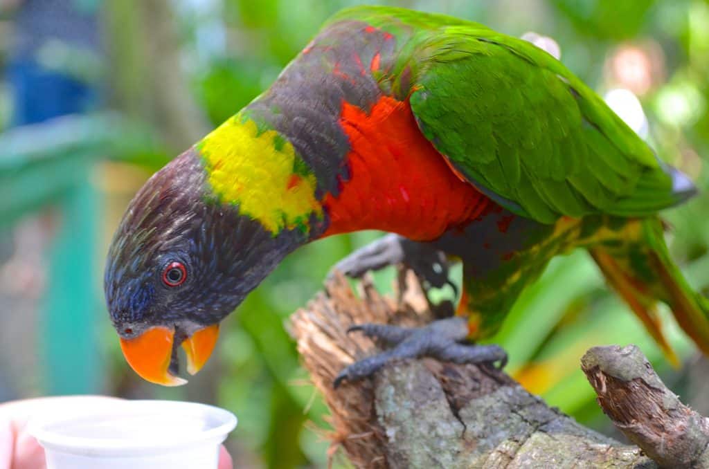 feeding a lorikeet bird at Lowry Park Zoo in Tampa Florida