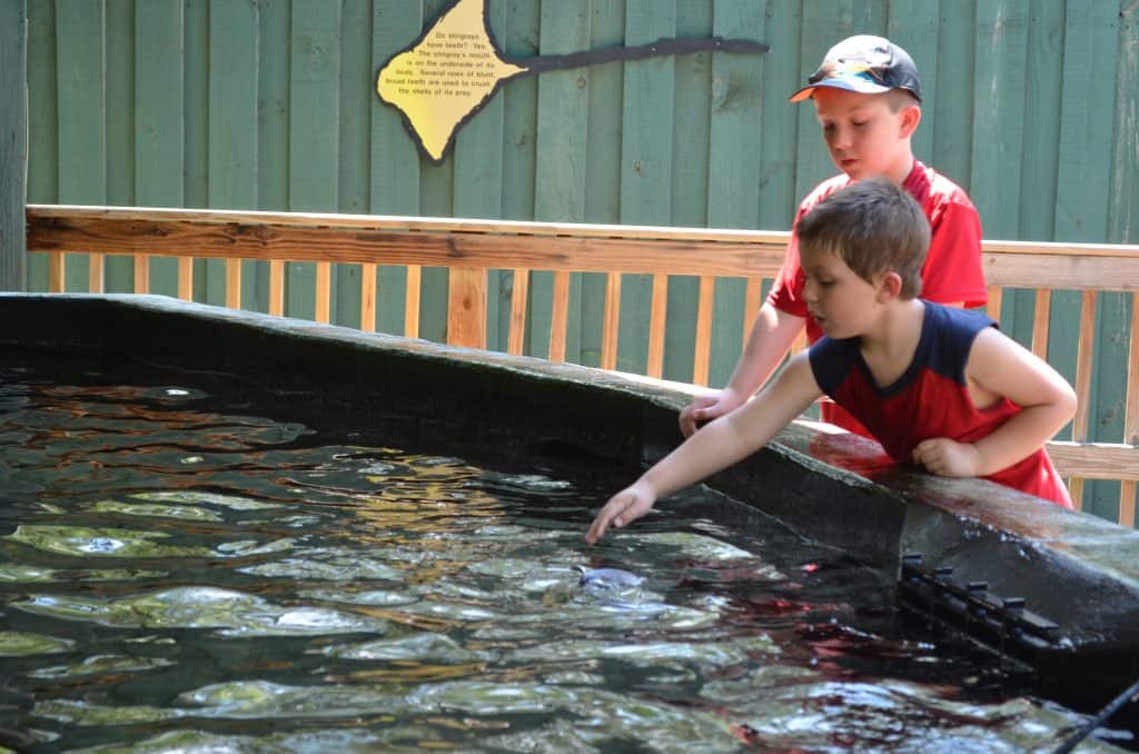 petting stingrays at Lowry Park Zoo Tampa Florida