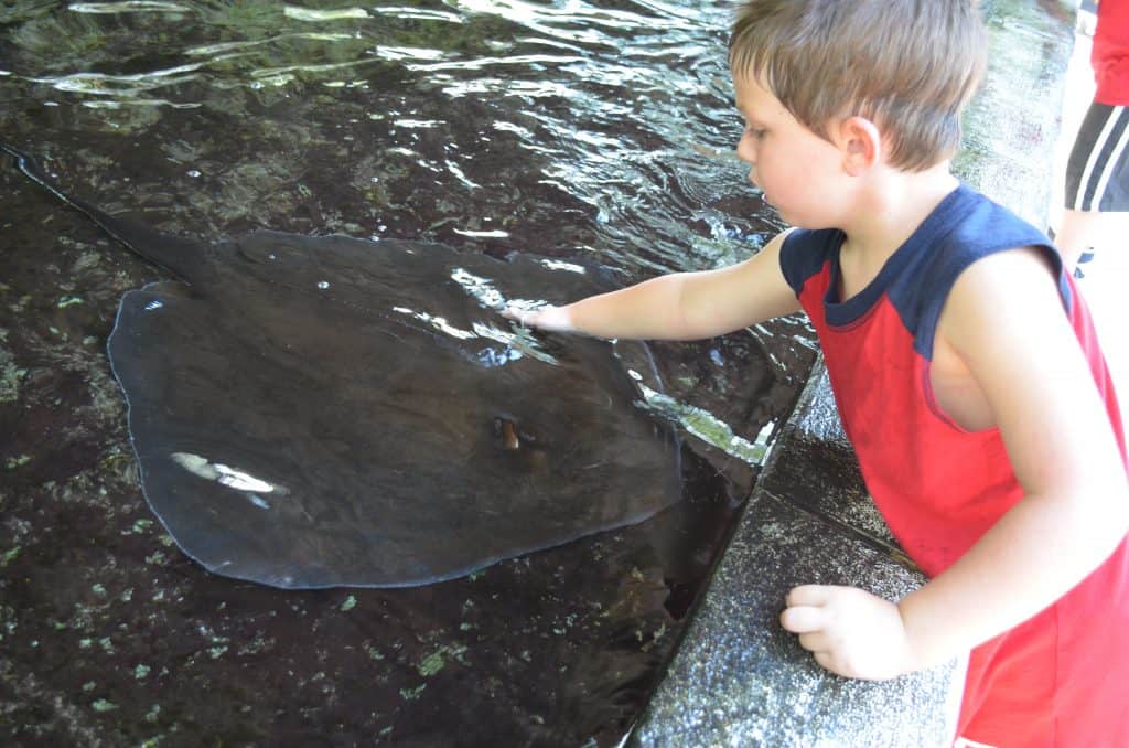 petting a stingray at Lowry Park Zoo Tampa Florida