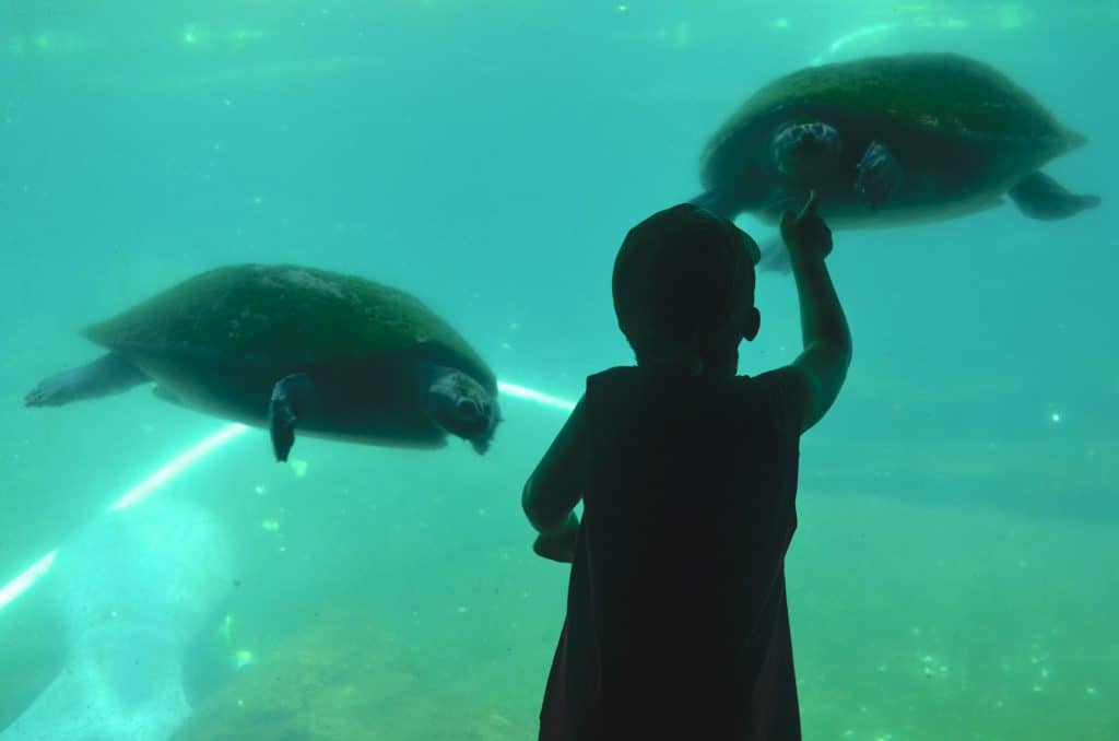 turtles at Lowry Park Zoo for Kids Tampa Florida