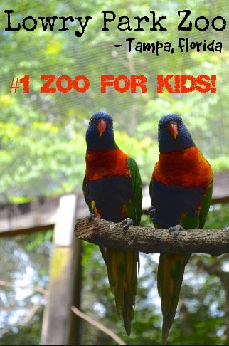 Lowry Park Zoo for Kids Tampa Florida