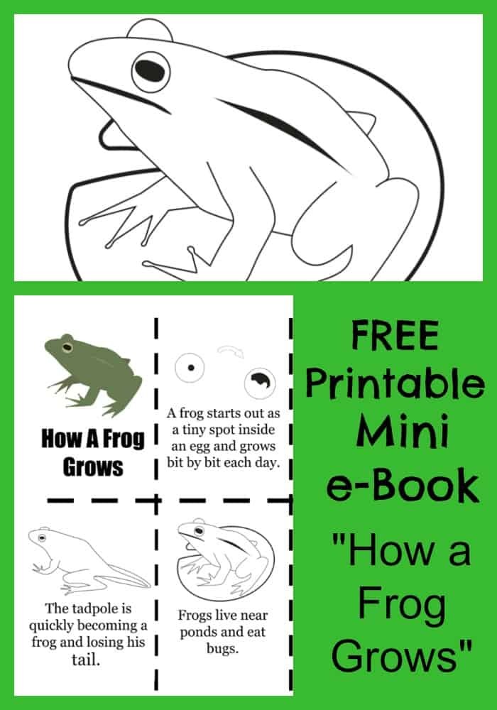printable frog life cycle book