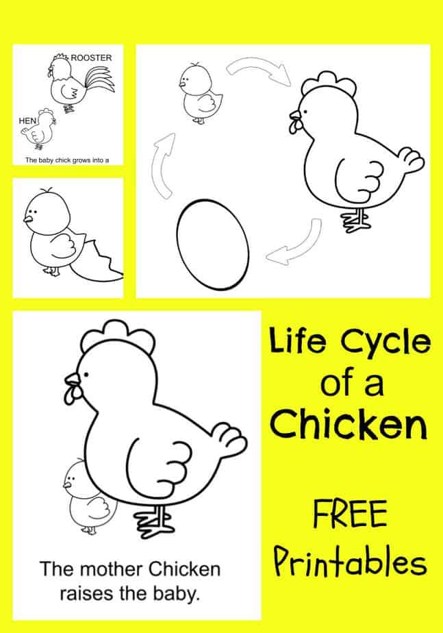 chicken life cycle coloring book