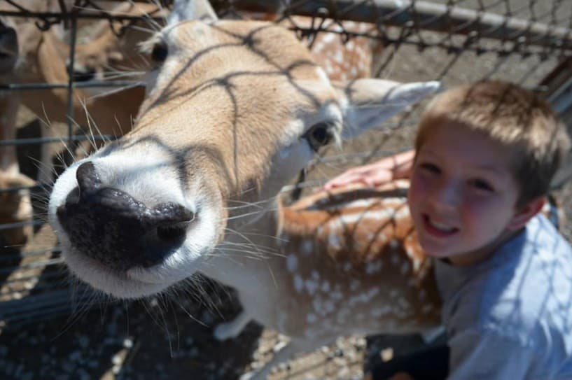FREE Wildlife & Animal Conservation Printables, Lesson Plans, & Resources FREE Wildlife & Animal Conservation Printables, Lesson Plans, & Resources