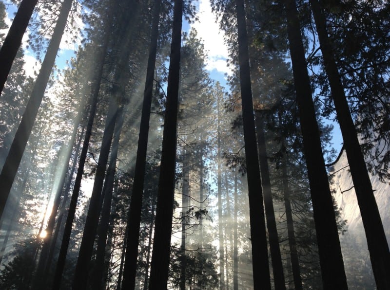 tall trees in a forest