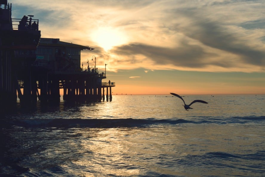 beautiful beach sunset photo with flying bird