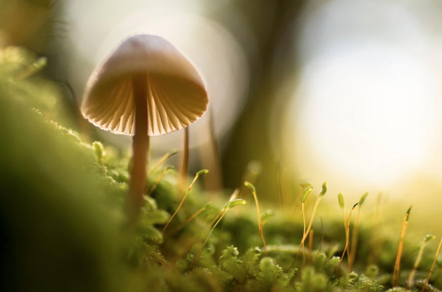 mushroom in forest