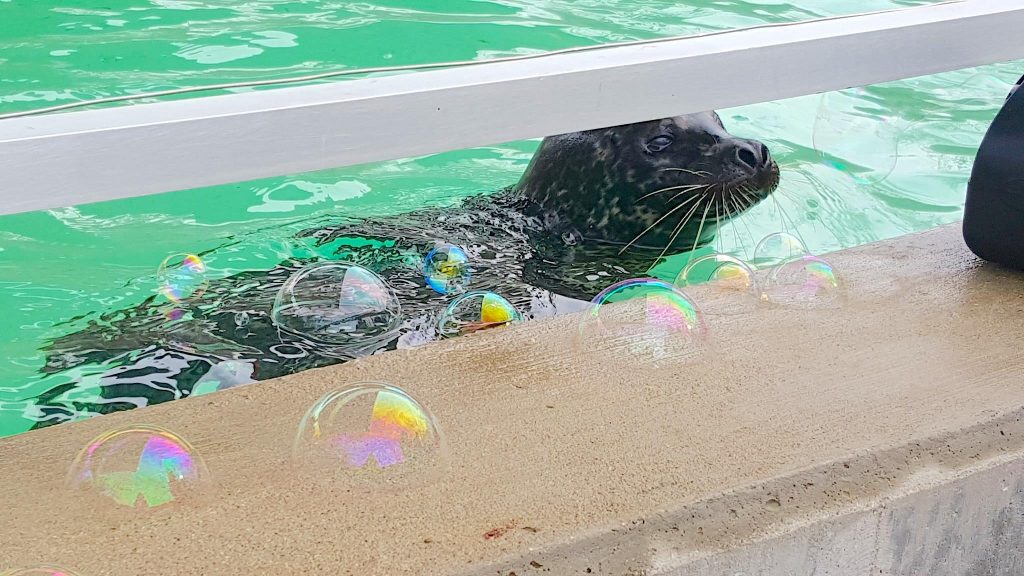 harbor seal pup playing with bubbles