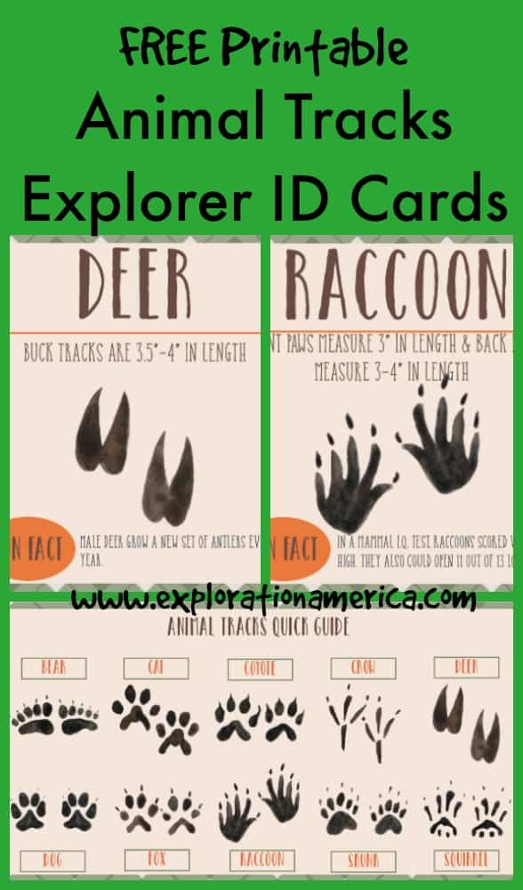 Free Printable Animal Tracks Explorer ID Cards