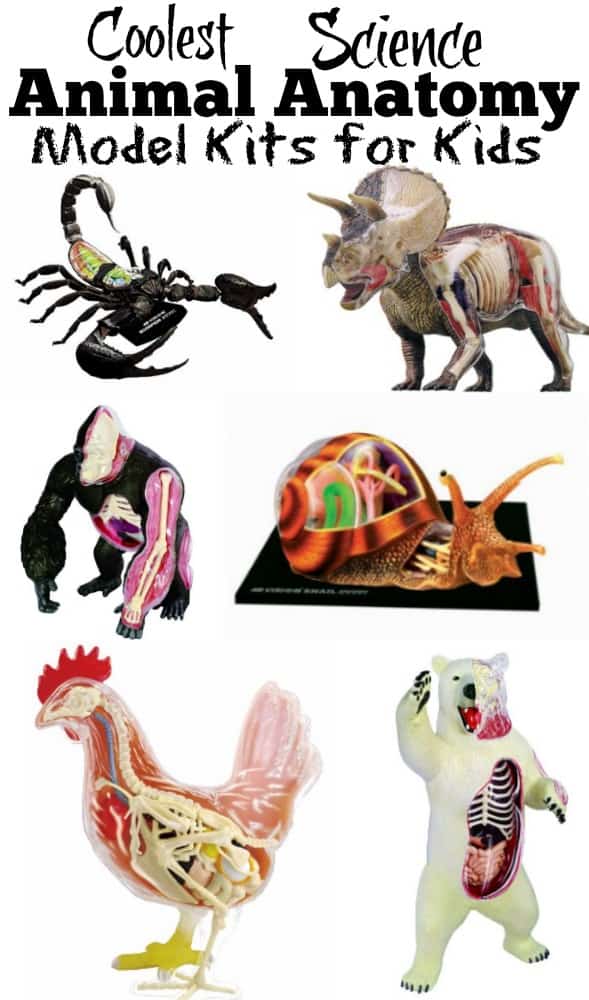  Science Animal Anatomy Model Kits 