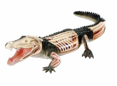 Alligator Anatomy Model Kit for Science Kids