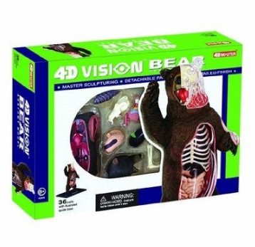 Bear Anatomy Model Science Kit for Kids