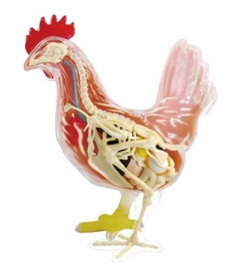 Chicken Anatomy Model Science Kit for Kids