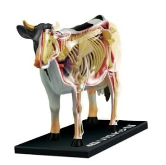 Cow Anatomy Science Kit for Kids