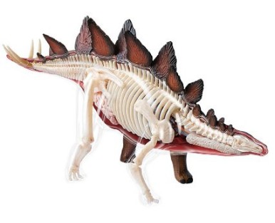 Dinosaur - Stegosaurus Anatomy Model Science Kit for Kids