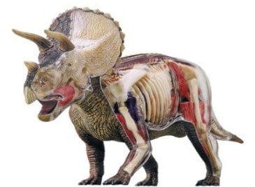 Dinosaur - Triceratops Anatomy Model Science Kit for Kids