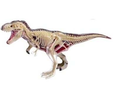 Dinosaur - Tyrannosaurus Rex Anatomy Model Science Kit for Kids