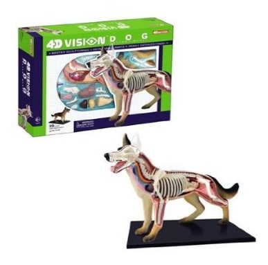 Dog Anatomy Model Science Kit for Kids