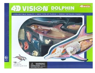 Dolphin Anatomy Science Model Kit for Kids