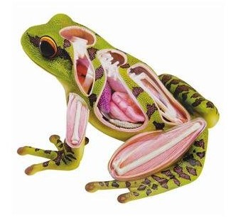 Frog Anatomy Model Science Kit for Kids