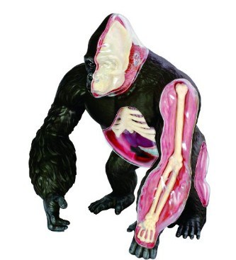 Gorilla Anatomy Model Science Kit for Kids