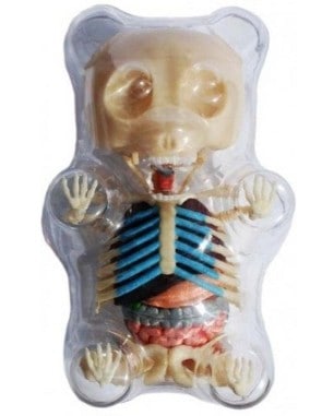 Gummi Bear Anatomy Model Fun Science Kit for Kids