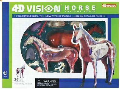 Horse Anatomy Model Science Kit for Kids