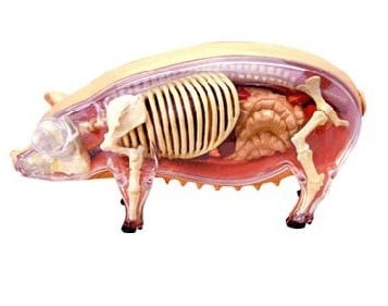 Pig Anatomy Model Science Kit for Kids