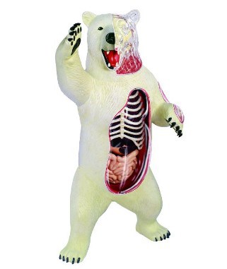 Polar Bear Anatomy Model Science Kit for Kids