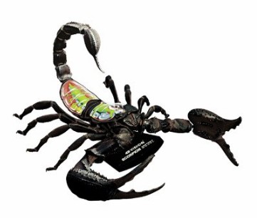 Scorpion Anatomy Science Model Kit for Kids