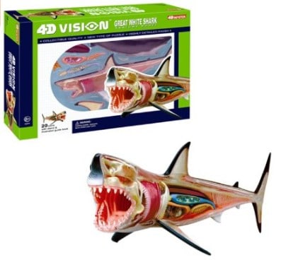 Shark - Great White Anatomy Model Science Kit for Kids