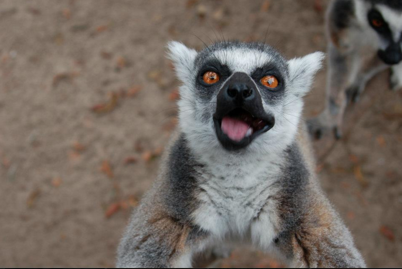 funny lemur