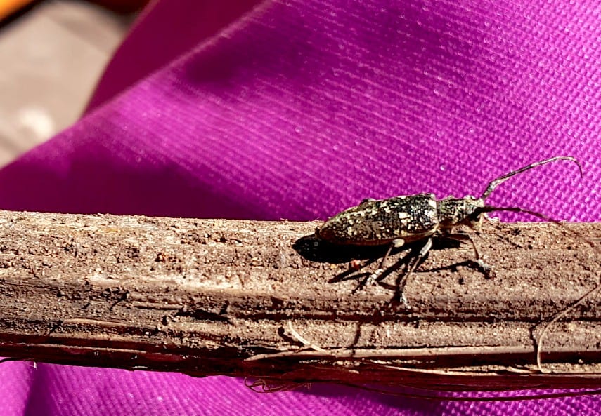 Invasive Species Longhorn Beetle