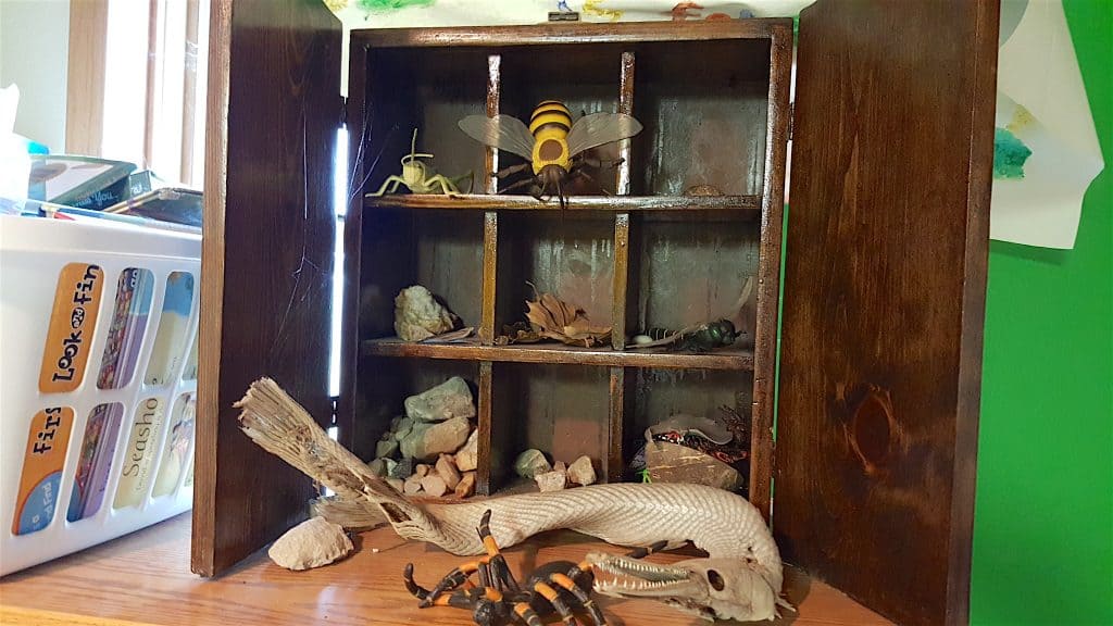 science curio cabinet of rocks and bugs