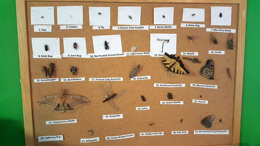 scientific bug display board